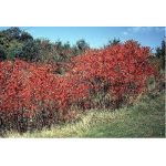 Staghorn Sumac